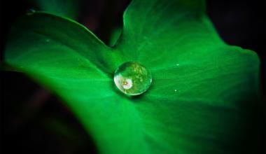 Leaf Waterdrop