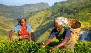 Two farmers harvesting 