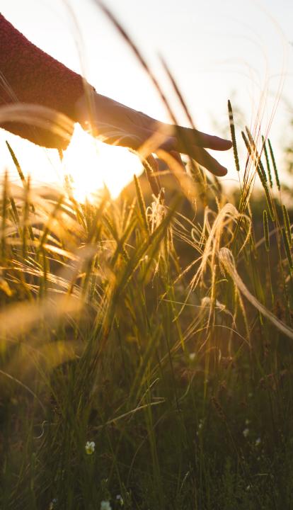 A hand touching grass