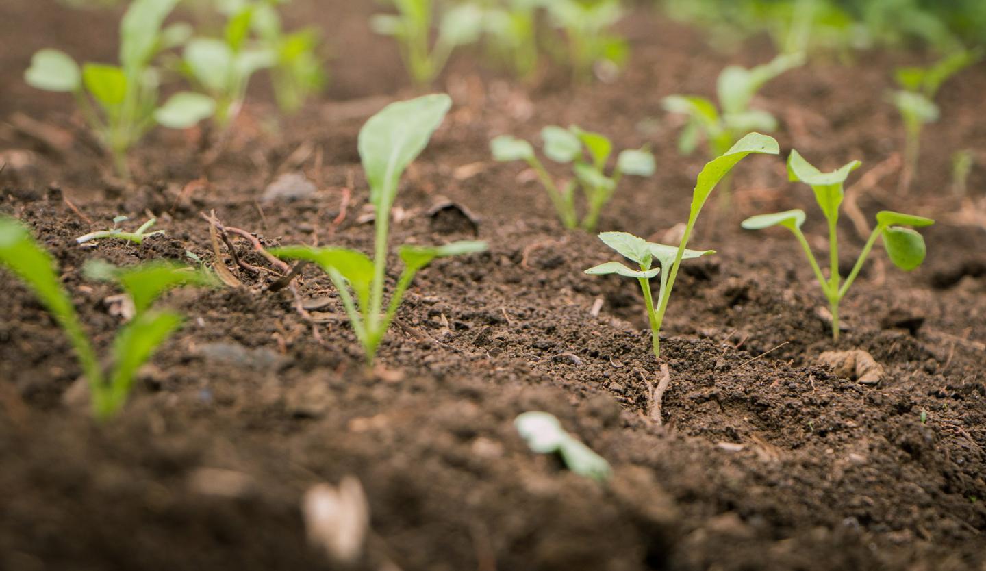 Definition Of Organic Agriculture IFOAM definition-of-organic-agriculture-ifoam