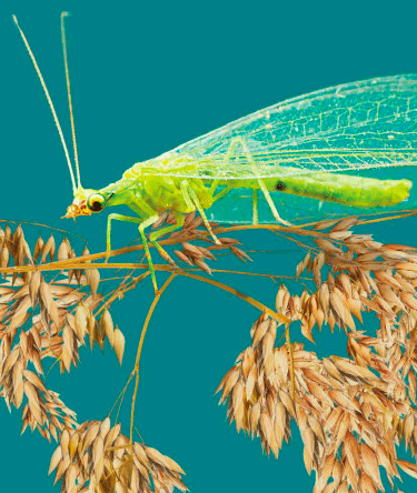 Agribusiness Drives Severe Decline of Essential Insects ...