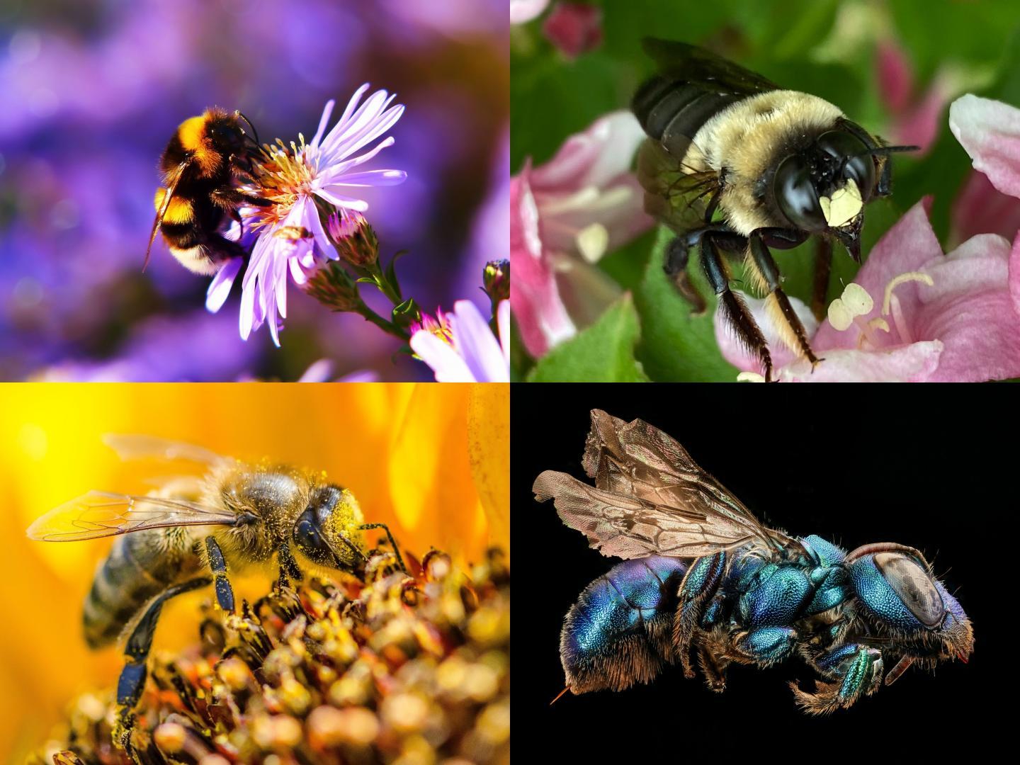 Study Finds Decline of Bees & Other Pollinators a Threat to Crop Yields ...