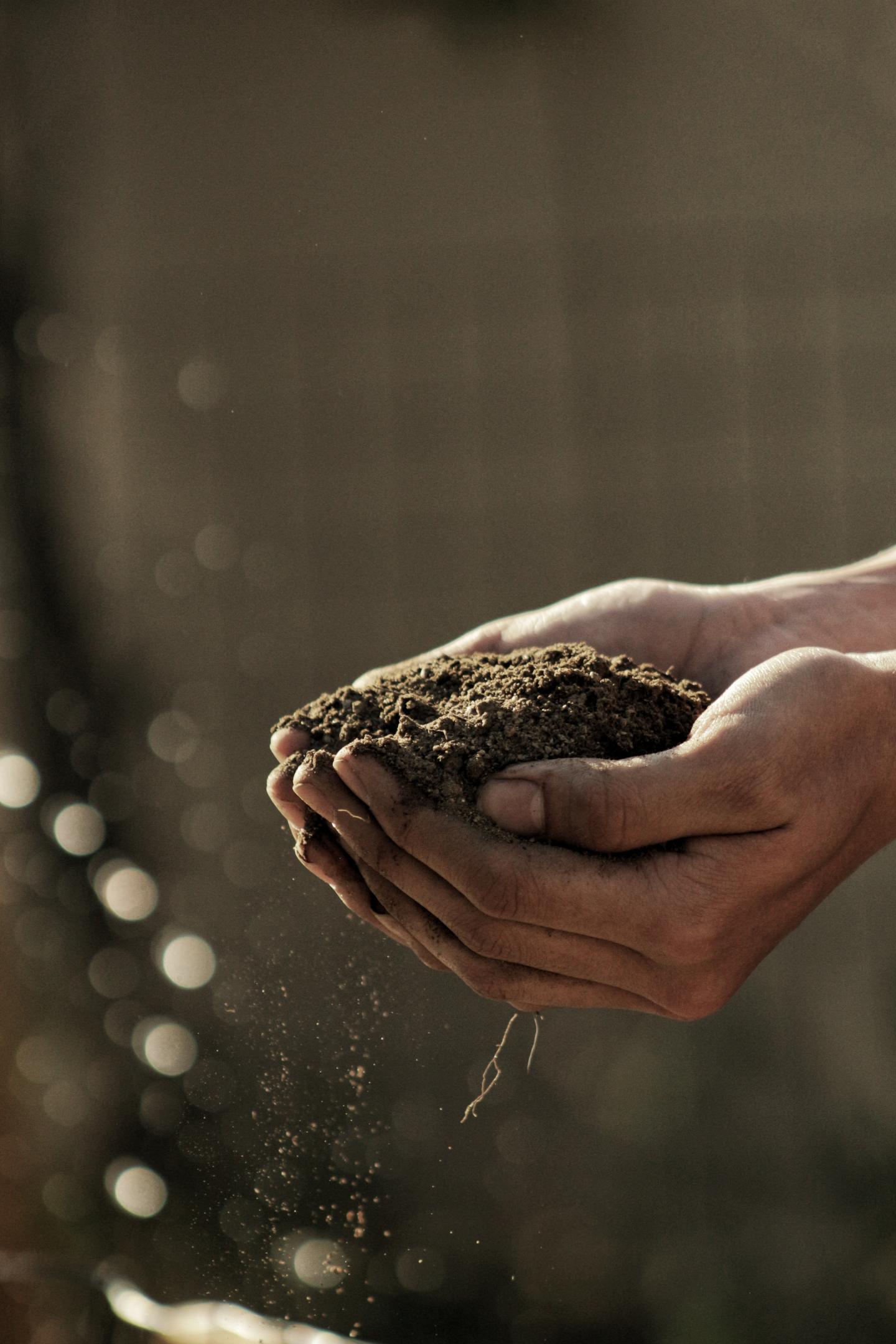 Global Organic Area Continues To Grow IFOAM Organics International