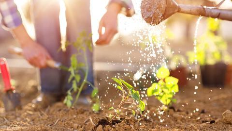 A plant is being watered